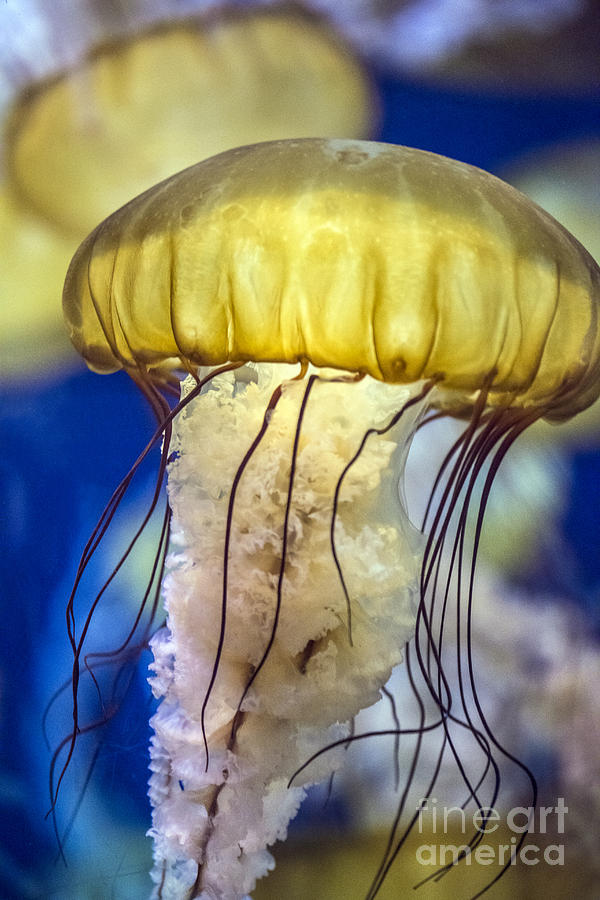 Pacific Sea Nettles  Photograph by David Zanzinger