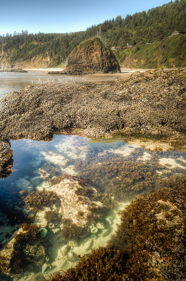 Oregon Photograph - Pacific Tidal Pond by Drew Castelhano Oregon Photograph - Pacific Tidal Pond by Drew Castelhano