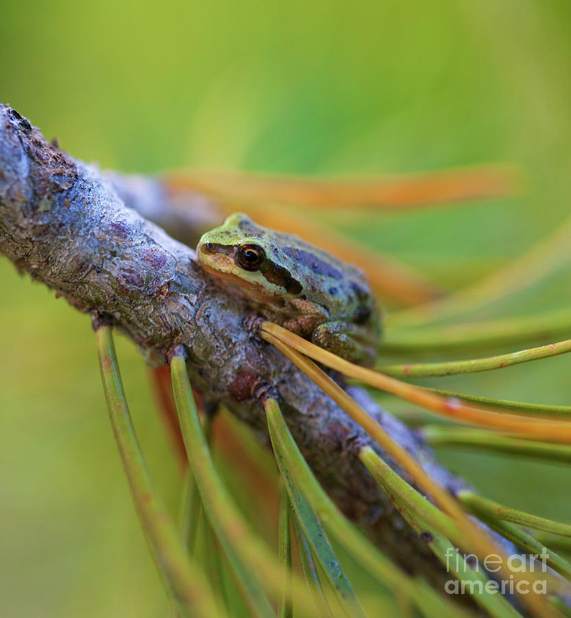 Pacific Tree Frog Photograph by Bruce Block