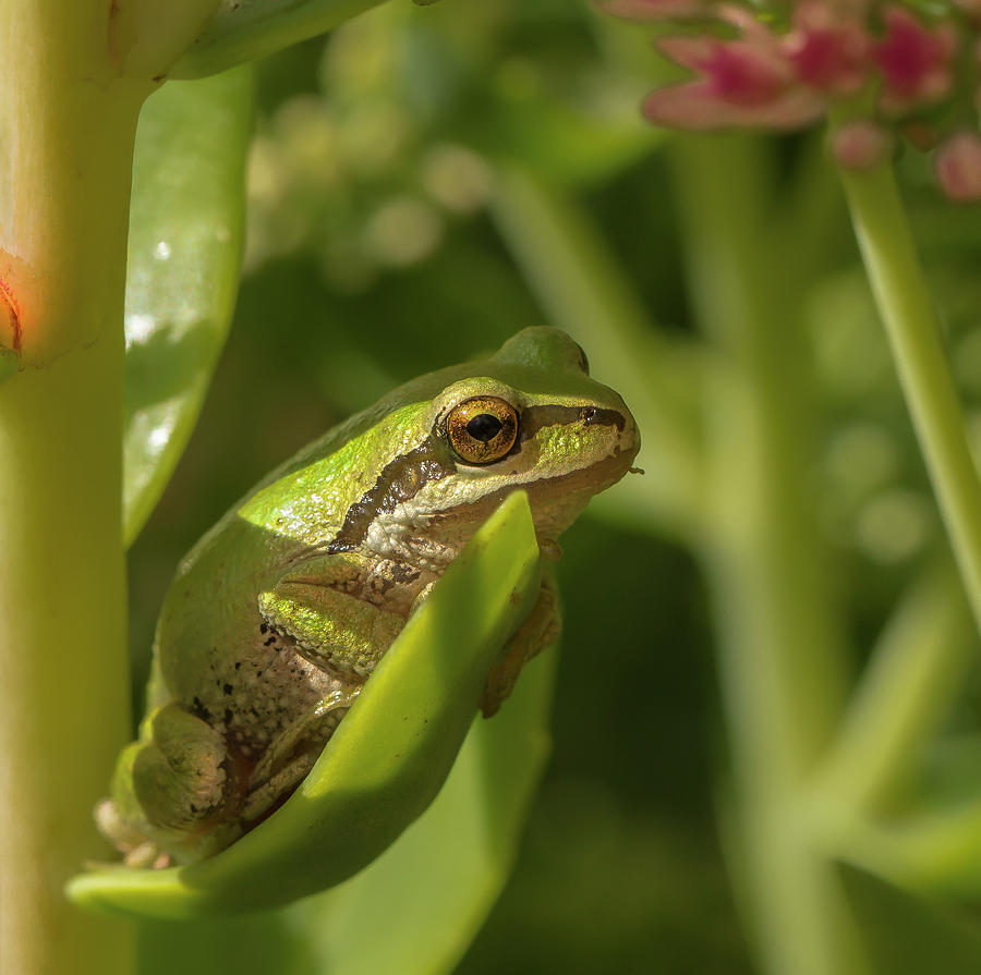 Pacific Tree Frog Photograph by Jean Noren