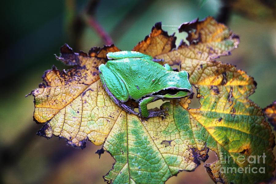 Pacific Tree Frog on a leaf Photograph by Nick Gustafson