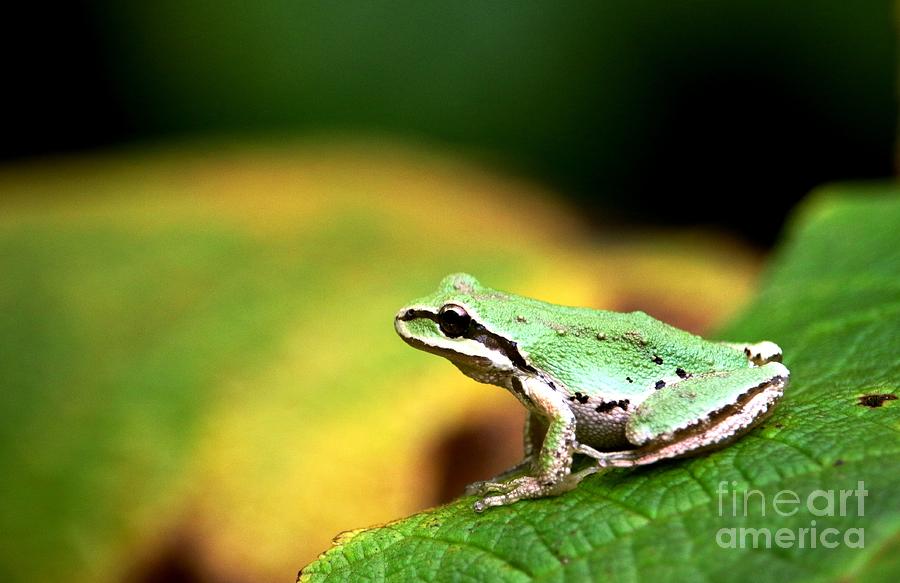 Pacific Tree Frog on Leaf Digital Art by Nick Gustafson