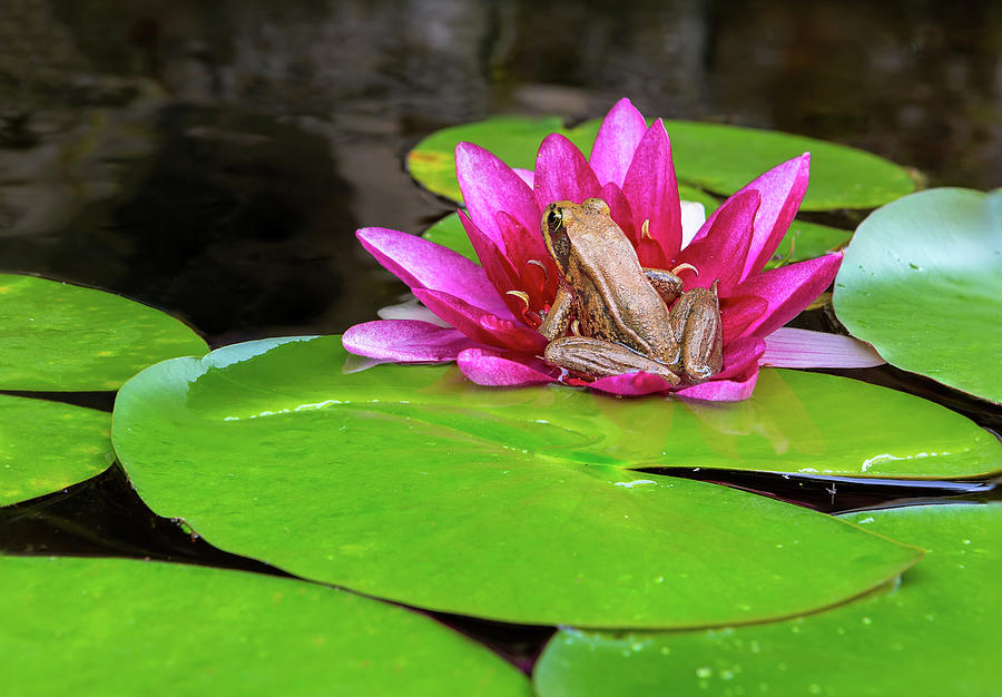 Pacific Tree Frog On Water Lily Flower Photograph