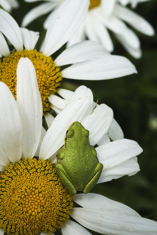 Pacific Treefrog and Shasta Daisies Photograph by Robert Potts