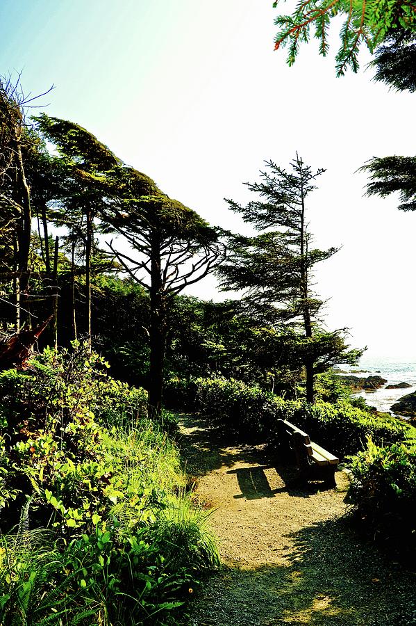 Pacific West Coast Trail rest area Photograph by Brian Sereda
