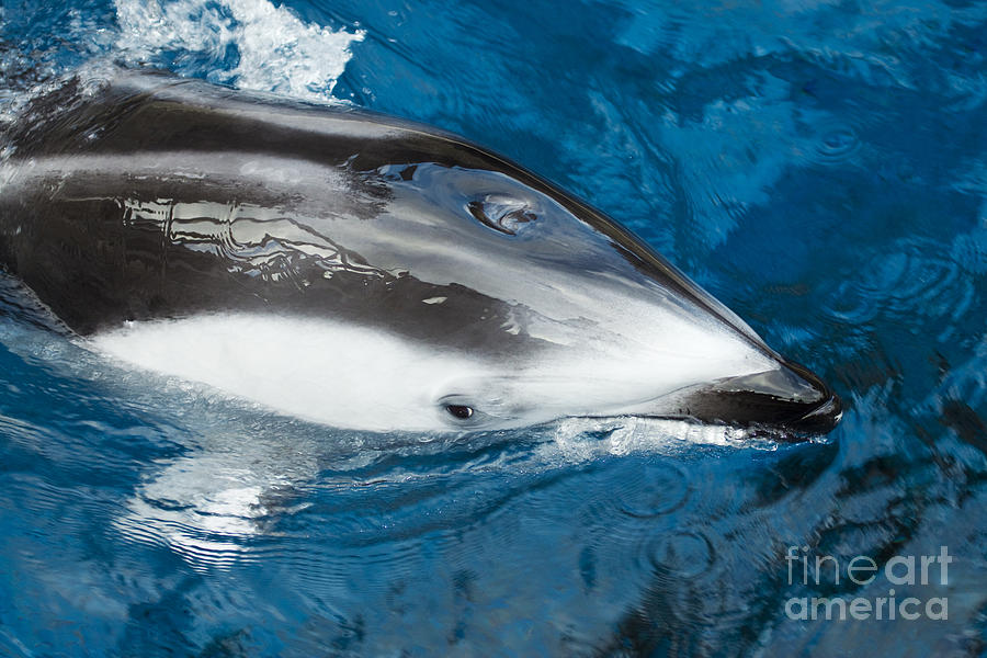Pacific white-sided dolphin Photograph by Dave Fleetham - Printscapes