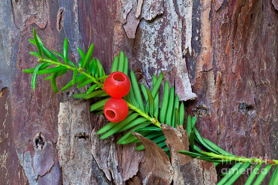 Government Insect Trap Photograph by Inga Spence - Fine Art America