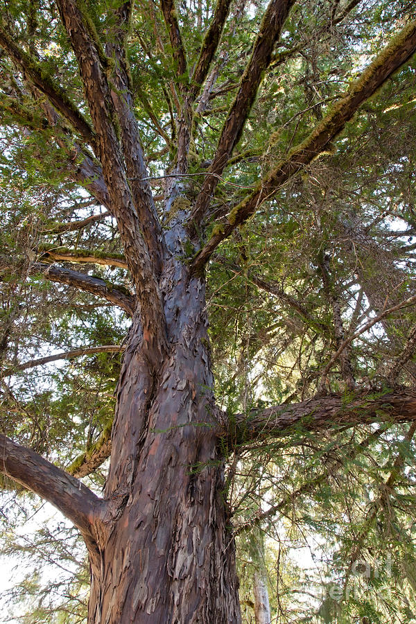 Pacific Yew Tree Inga Spence 