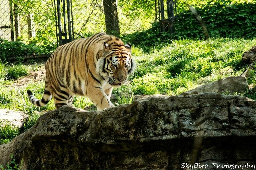 Tiger Photograph - Pacing by Megan Miller
