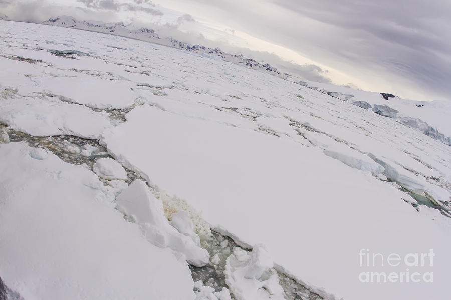 Pack ice on Antarctic Peninsula Photograph by Karen Foley