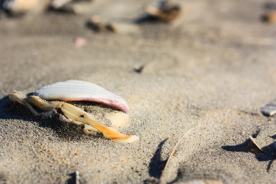 Pac Man Shell on Beach Photograph by Joni Eskridge