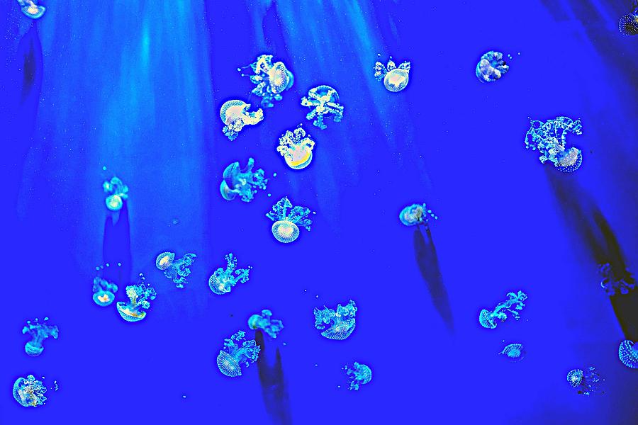 Pack of Jelly Fish 2 Painting by Celestial Images