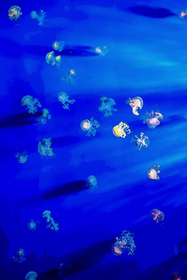 Pack of Jelly Fish Painting by Celestial Images