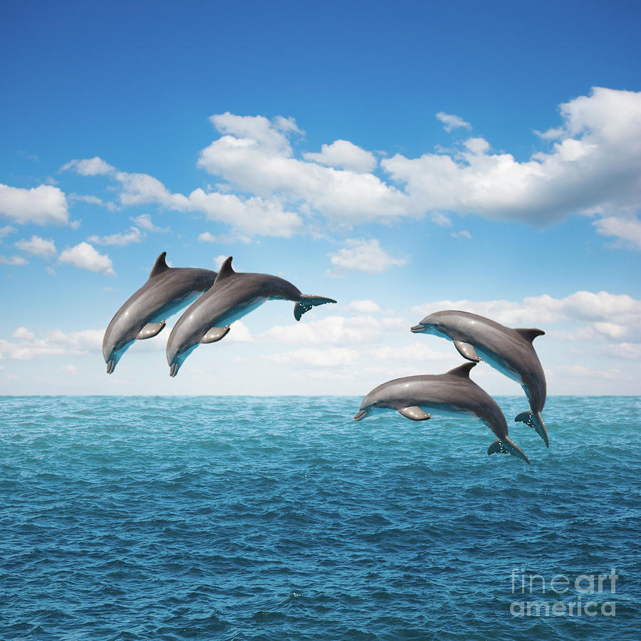 Pack Of Jumping Dolphins Photograph