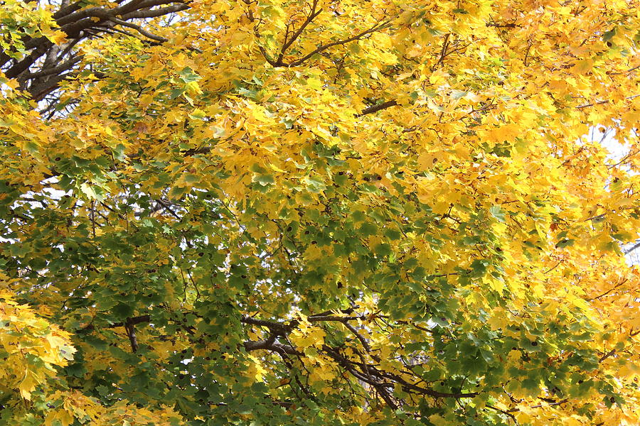 Packer Tree Photograph by Cliff Ball | Fine Art America