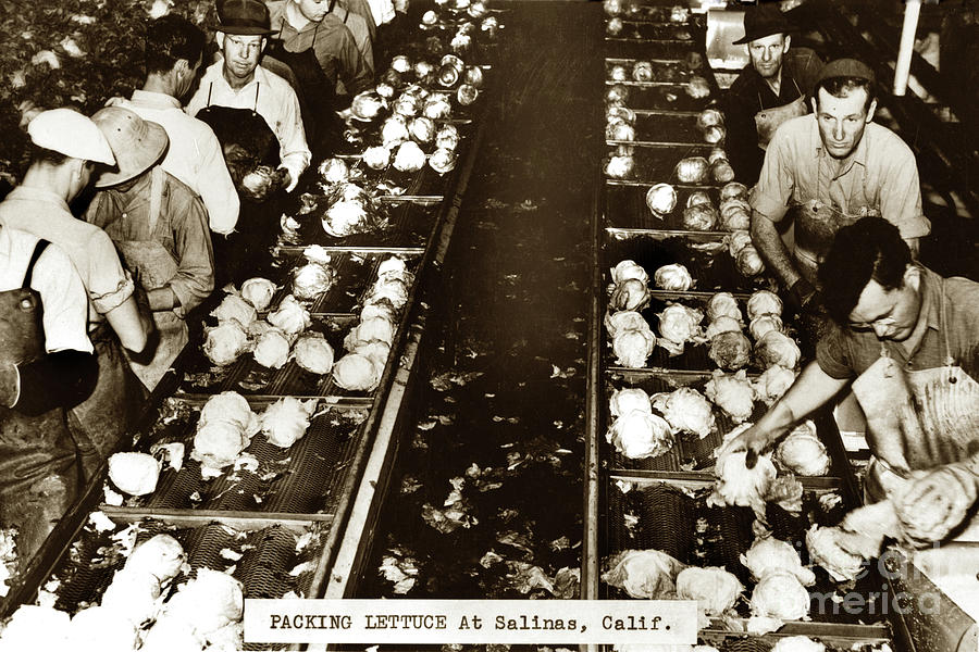 Lettuce Photograph - Packing Lettuce in Packing shed Salinas, California Circa 1945 by Monterey County Historical Society