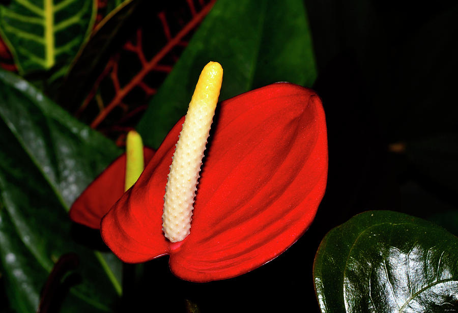 Pacora Anthurium Plant - Red Hot 001 Photograph by George Bostian