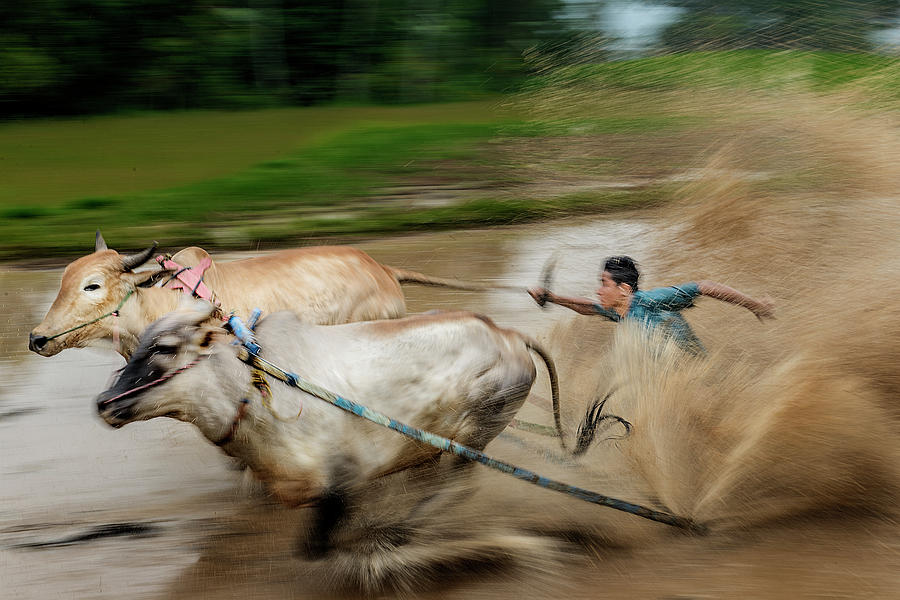 Pacu Jawi Bull Race festival Photograph by Pradeep Raja Prints