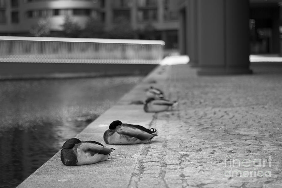 Paddington Ducks Photograph by Roger Lighterness