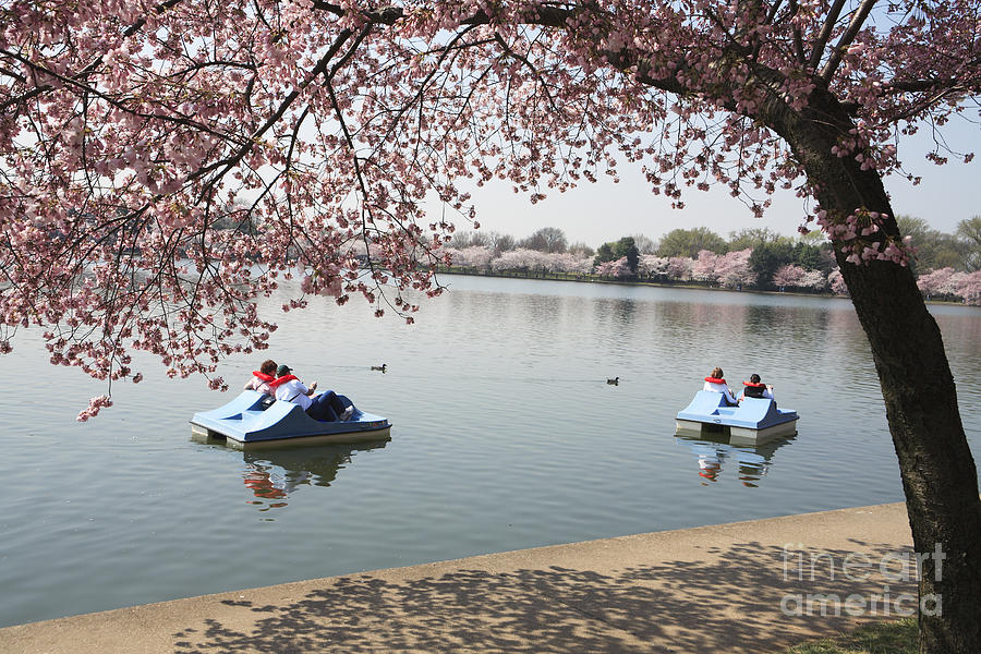 Paddleboating Past the Cherry Blossoms in Washington DC Photograph by William Kuta