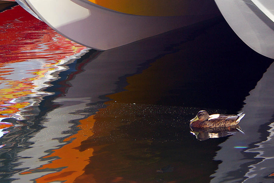 Duck Photograph - Paddling Among the Colours by Paul Wash
