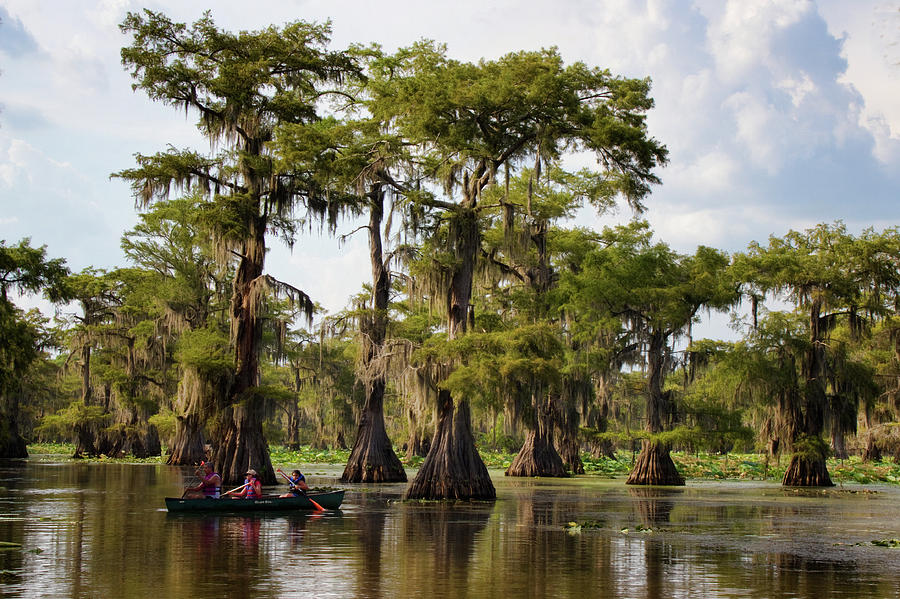 Paddling In The Bayou Photograph by Lana Trussell