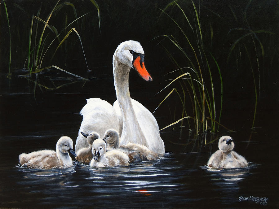 Swan Painting - Paddling to a different drummer by Dreyer Wildlife Print Collections 