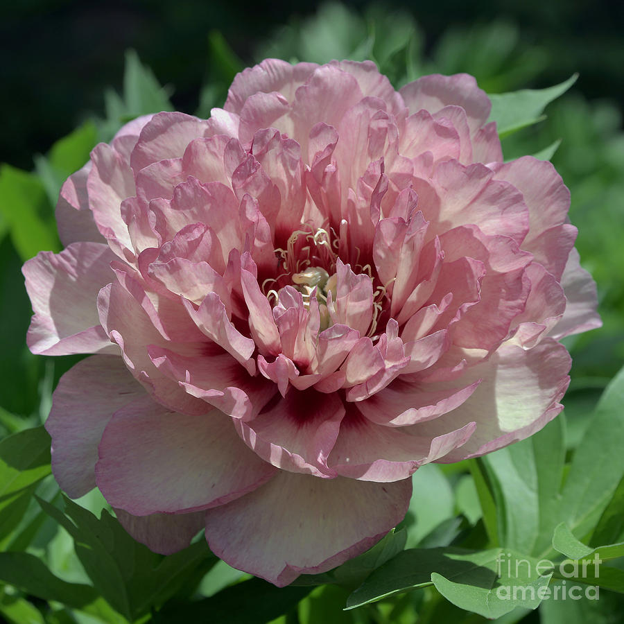 Paeonia Hillary 3529 Photograph by Terri Winkler | Fine Art America