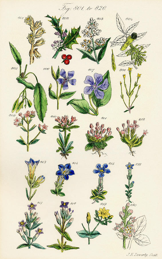Flower Drawing - Page Of Colour Illustrations From by Vintage Design Pics