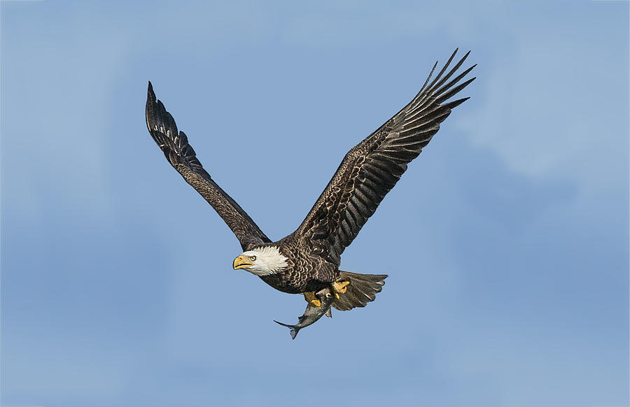Eagles Catch Of The Day Photograph by William Bitman