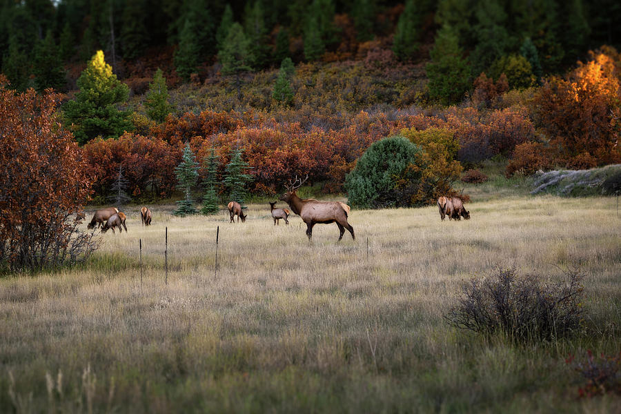 Pagosa Autumn Elk by Jason Coward Pagosa Autumn Elk by Jason Coward