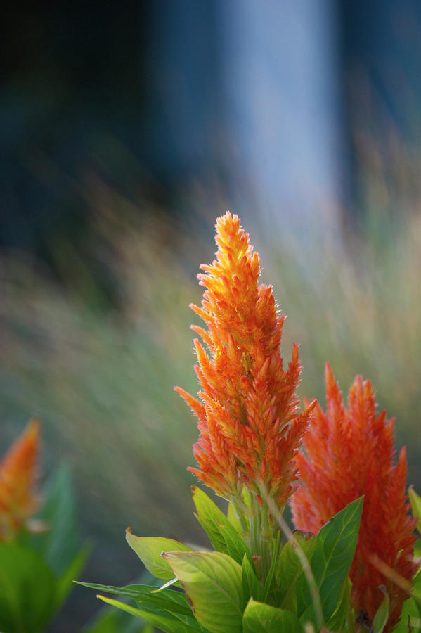 Landscape Photograph - Paint Brush flower by Debbie Karnes