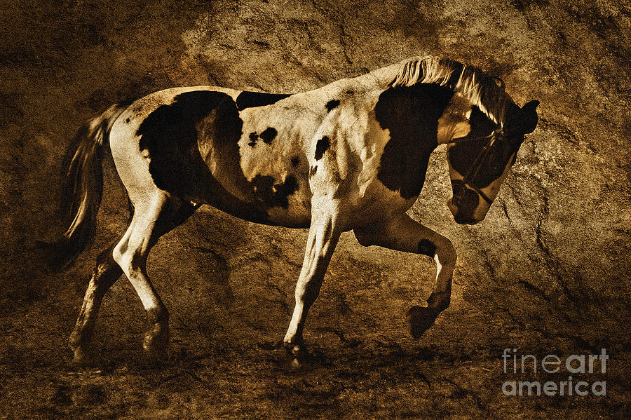 Paint horse Photograph by Dimitar Hristov