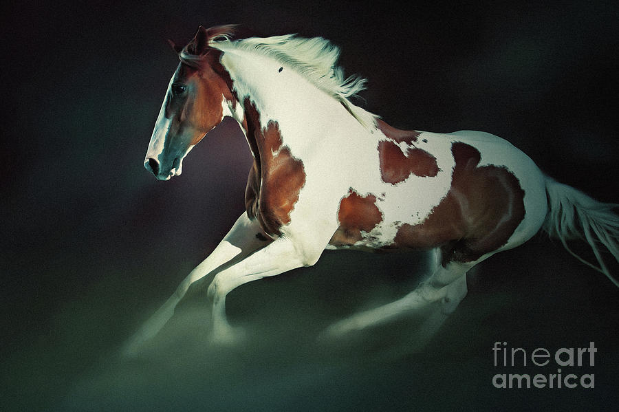 Paint Horse Running Photograph by Dimitar Hristov