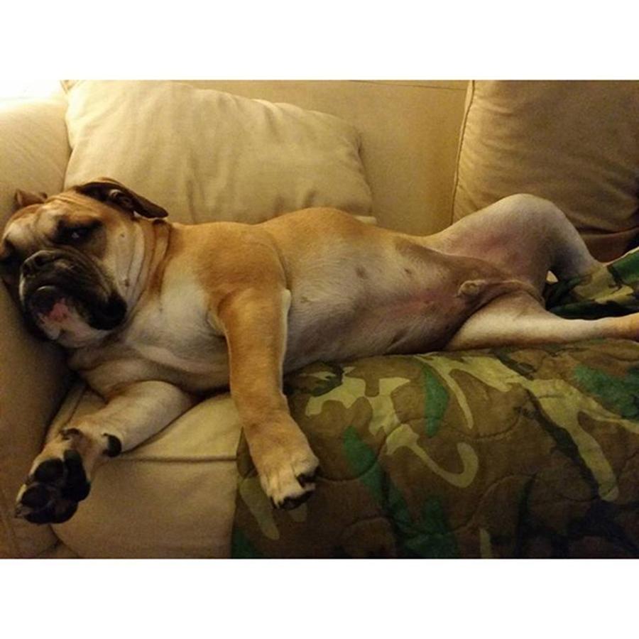 Bulldog Photograph - Paint Me Like One Of Your 1 Year Olds by Capone A