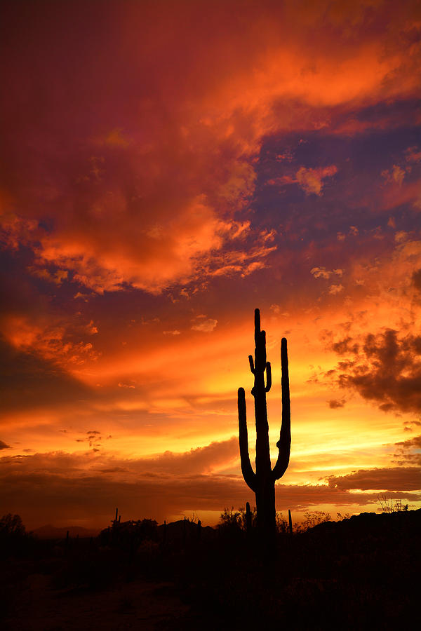 Paint the Desert Red Photograph by Saija Lehtonen - Fine Art America