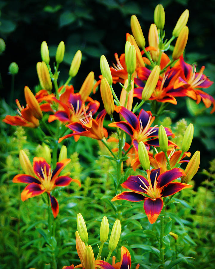 Sunset Photograph - Paintbox Lillies by Carol Toepke