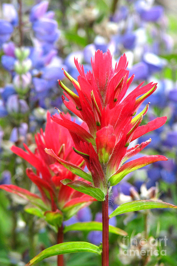 Nature Photograph - Paintbrush and Lupine by Frank Townsley