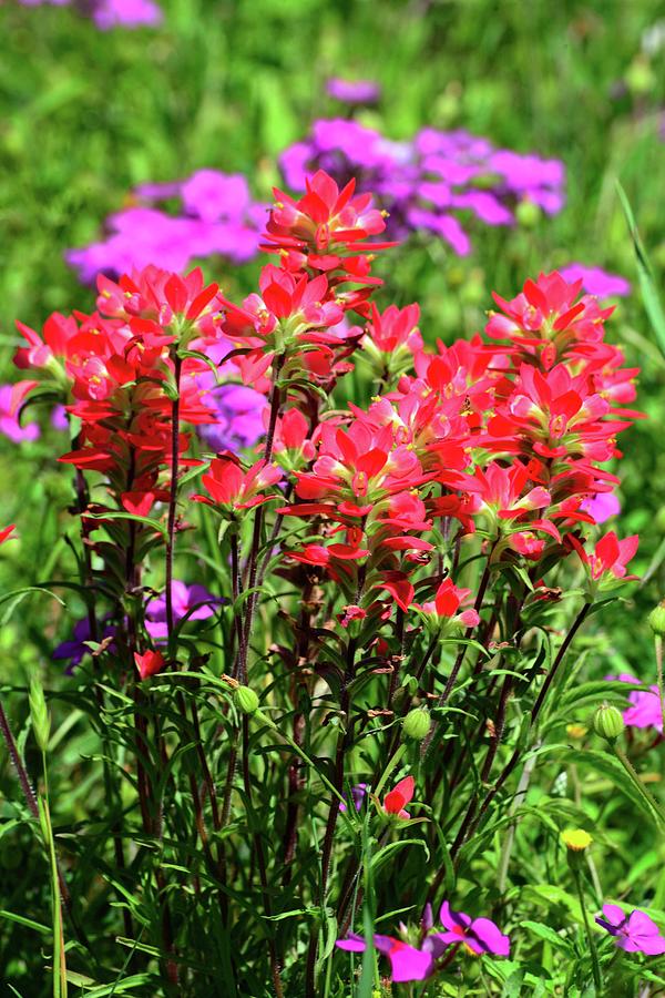 Paintbrush and Phlox Wildflowers in the Hill Country Photograph by Lynn Bauer