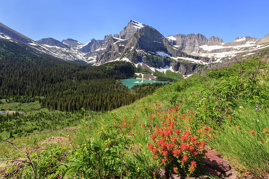 Paintbrush At Grinnell Lake Overlook Photograph by Jack Bell