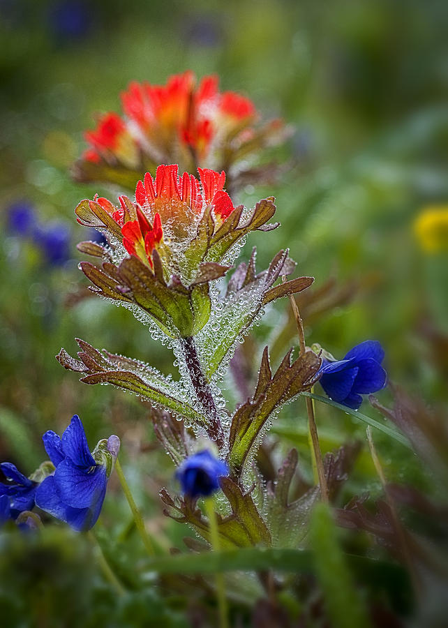 Paintbrush in the Mist Photograph by Robert Potts