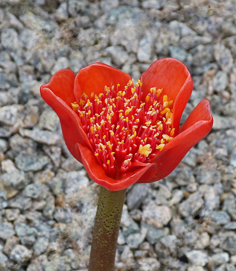 Paintbrush Lily Photograph by Margaret Saheed
