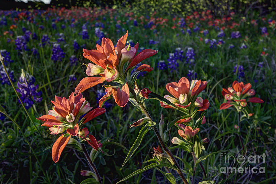 Paintbrushes in Last Light Photograph by Gary Holmes