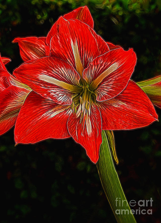 Painted Amaryllis Photograph by Dave Bosse