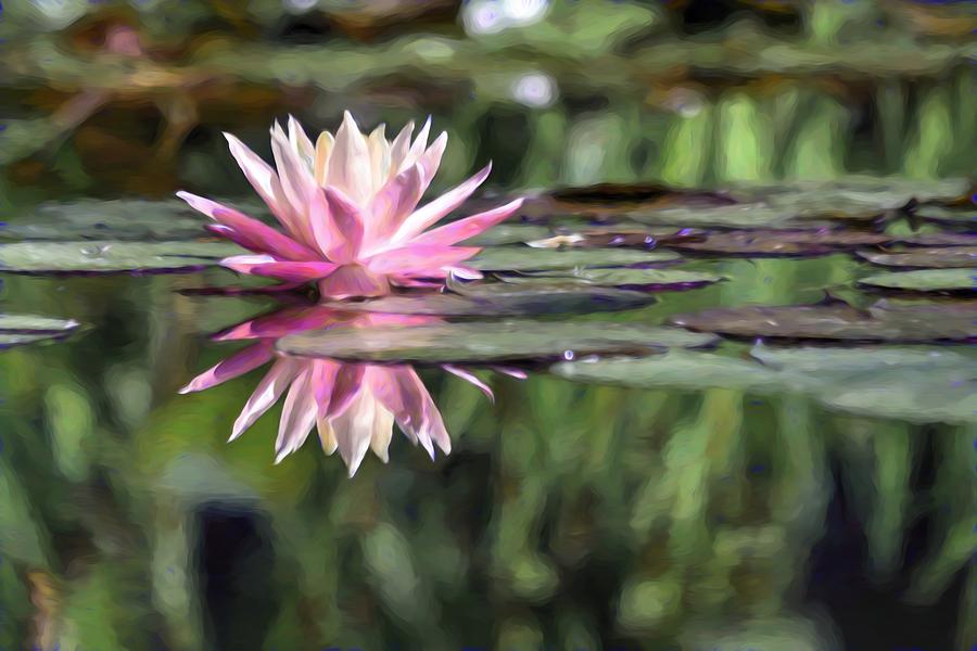 Painted Beauty In Pink Water Lily  Photograph by Carol Montoya