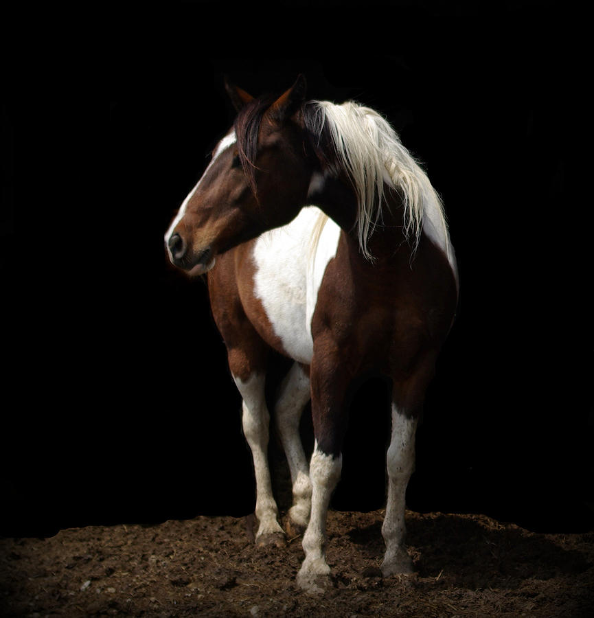 Horse Photograph - Painted Beauty by Linda Mishler