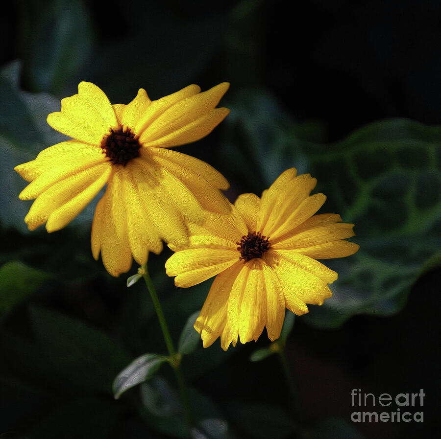 Painted Black Eye Susans Photograph by Skip Willits