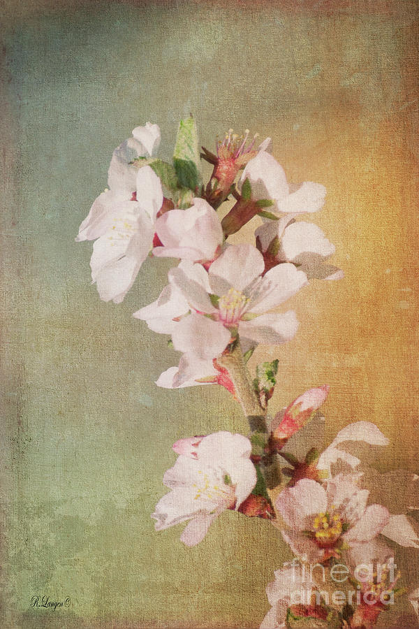 Painted Blooms Photograph by Rebecca Langen