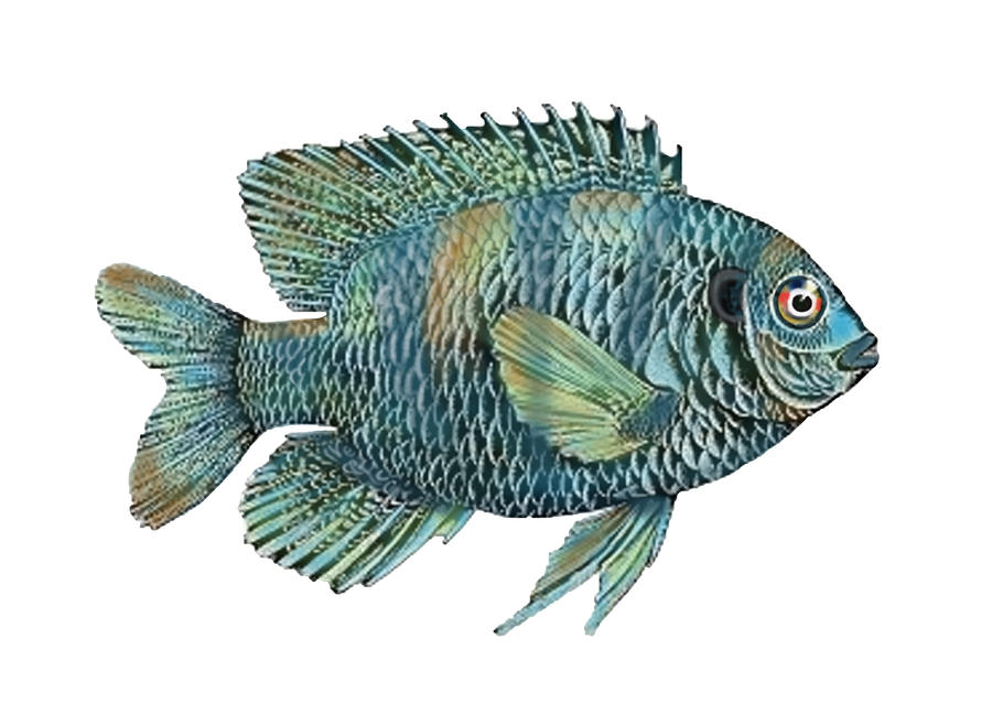 Painted Bluegill Fish No Background Painting by Sandi OReilly