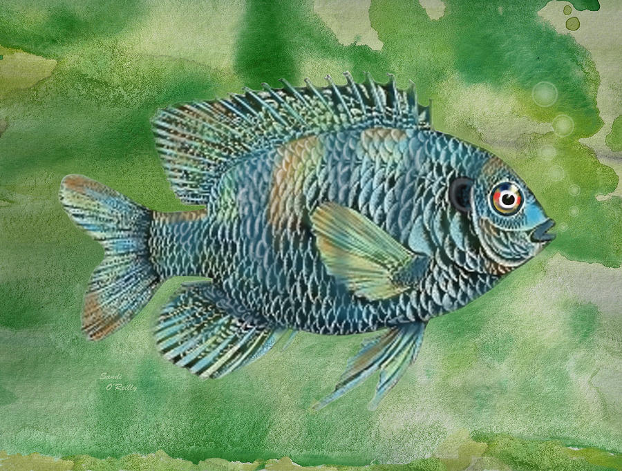 Painted Bluegill Fish Painting by Sandi OReilly